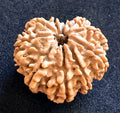 10 Mukhi Rudraksha