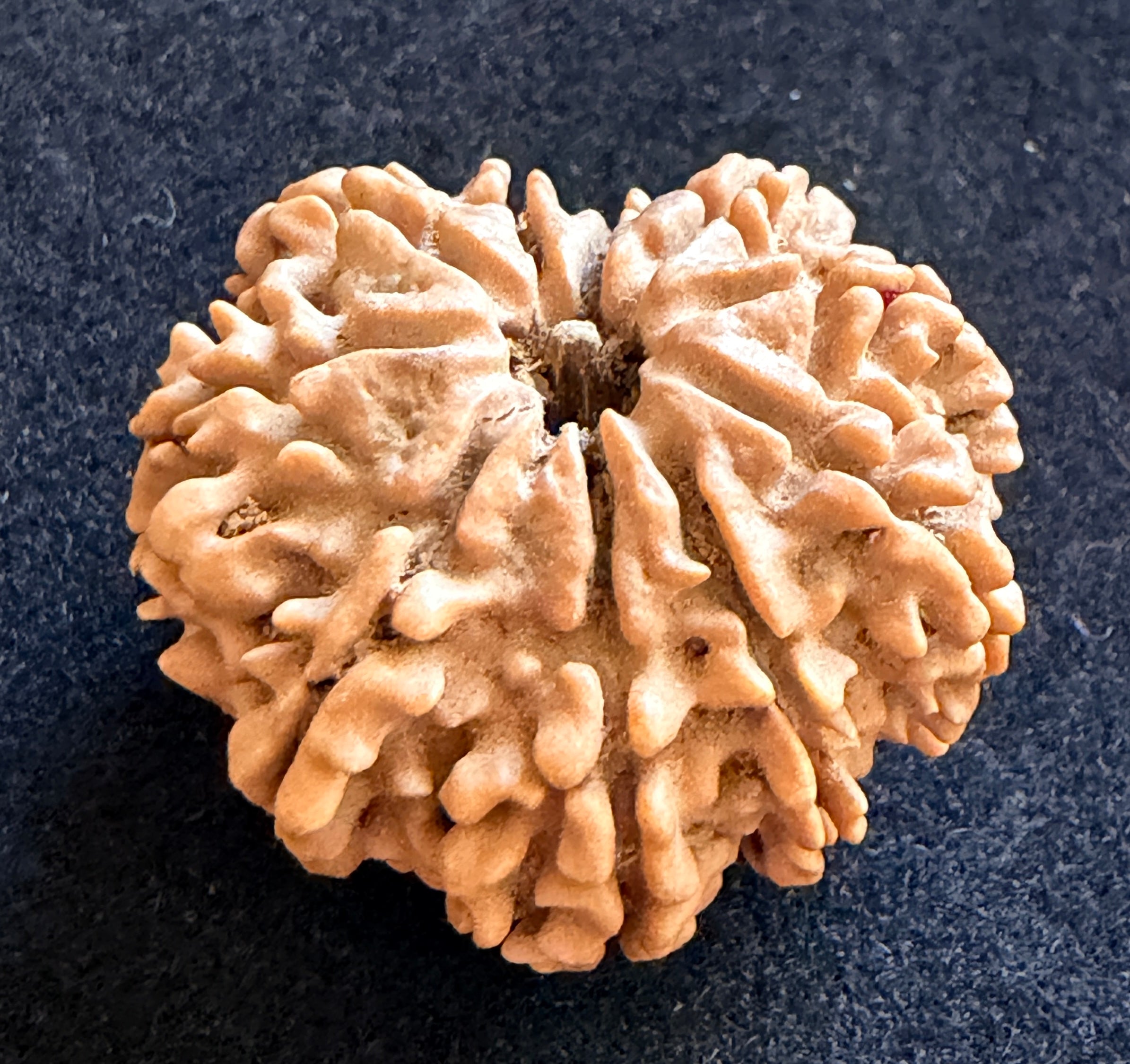 10 Mukhi Rudraksha