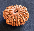 11 Mukhi Rudraksha