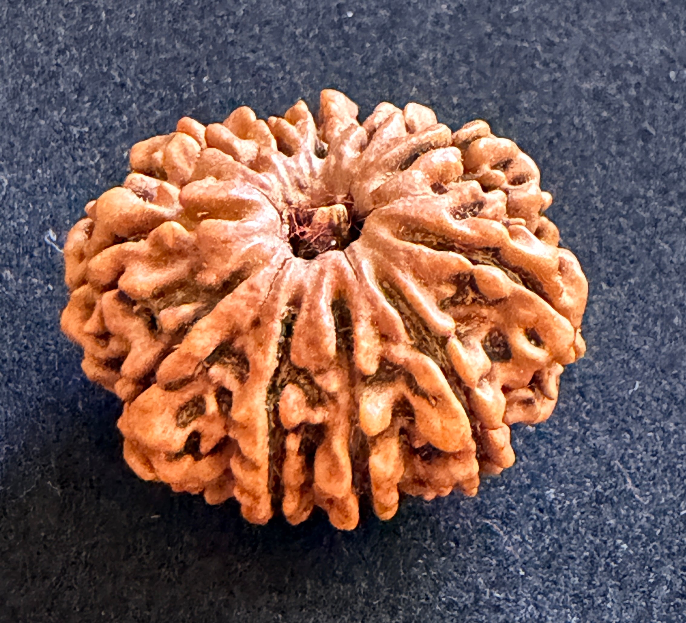 11 Mukhi Rudraksha