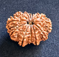 13 Mukhi Rudraksha (Collector)
