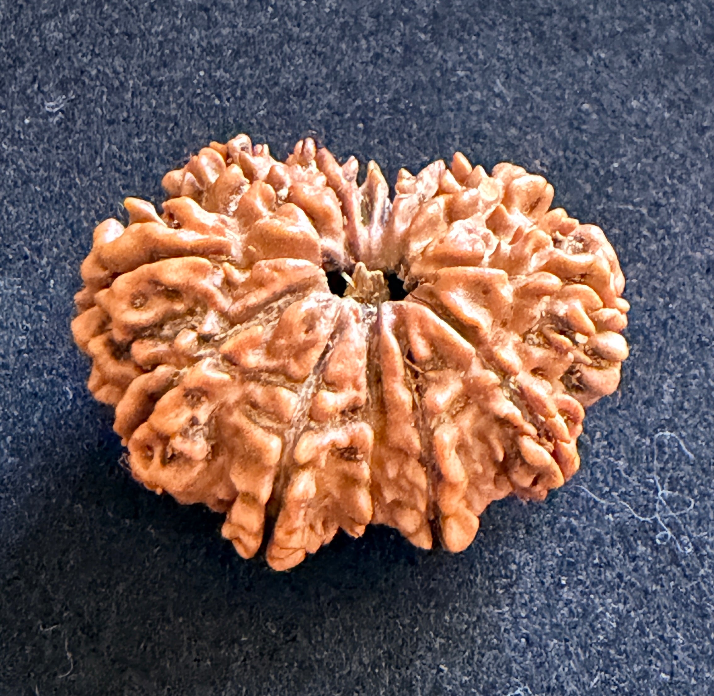 13 Mukhi Rudraksha (Collector)