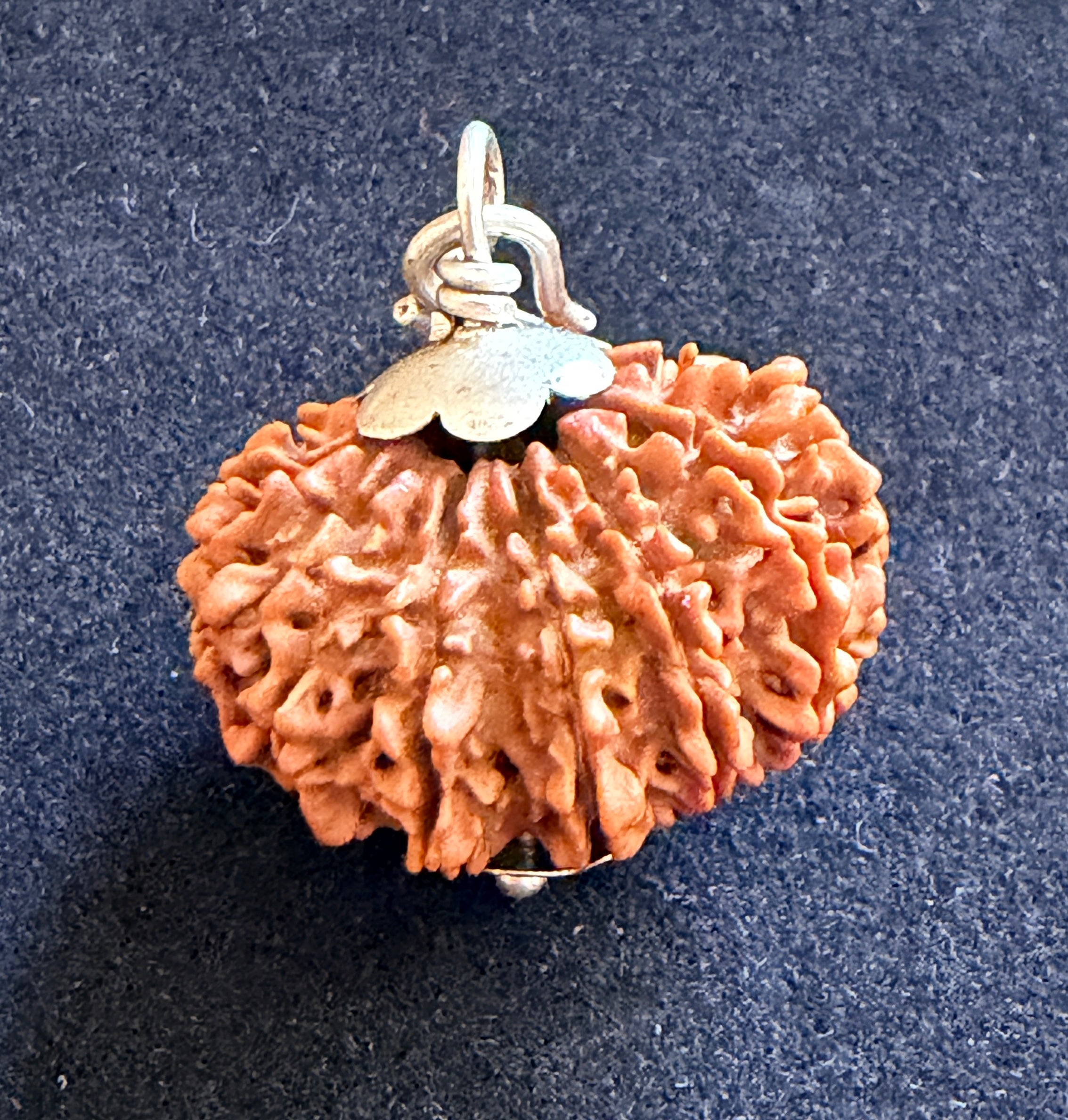 13 Mukhi Rudraksha