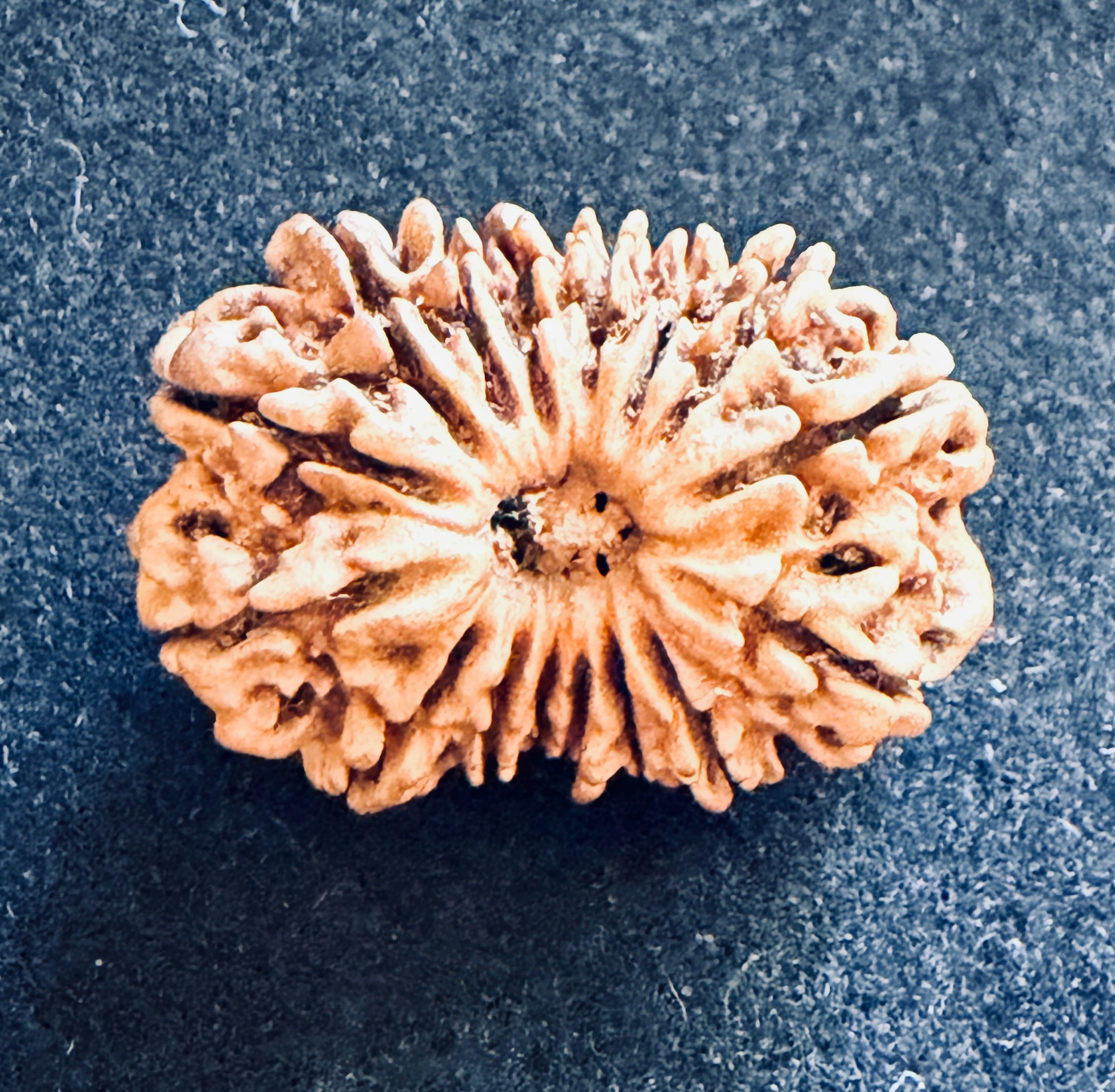 16 Mukhi Rudraksha