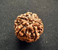 5 Mukhi Rudraksha