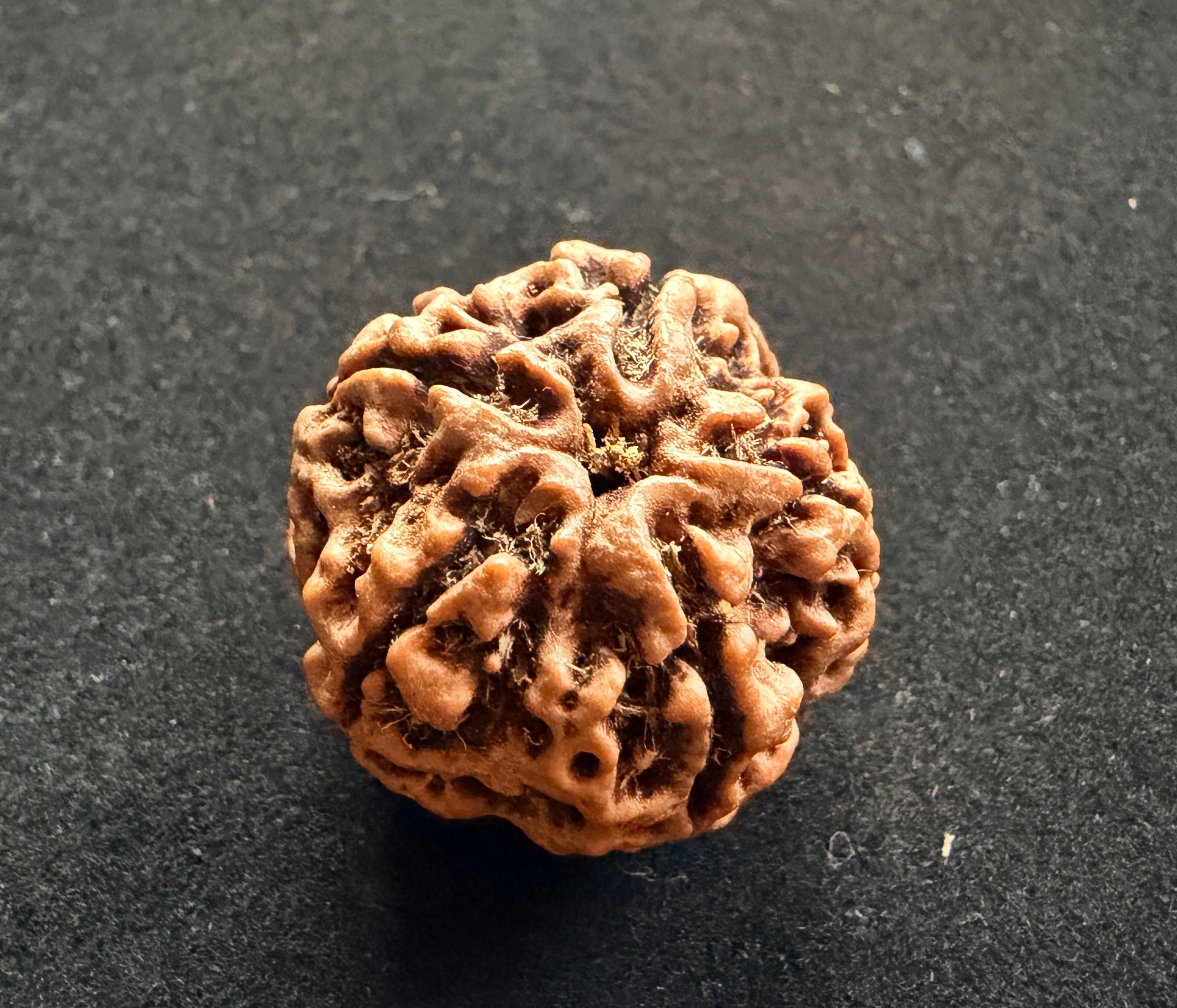 5 Mukhi Rudraksha