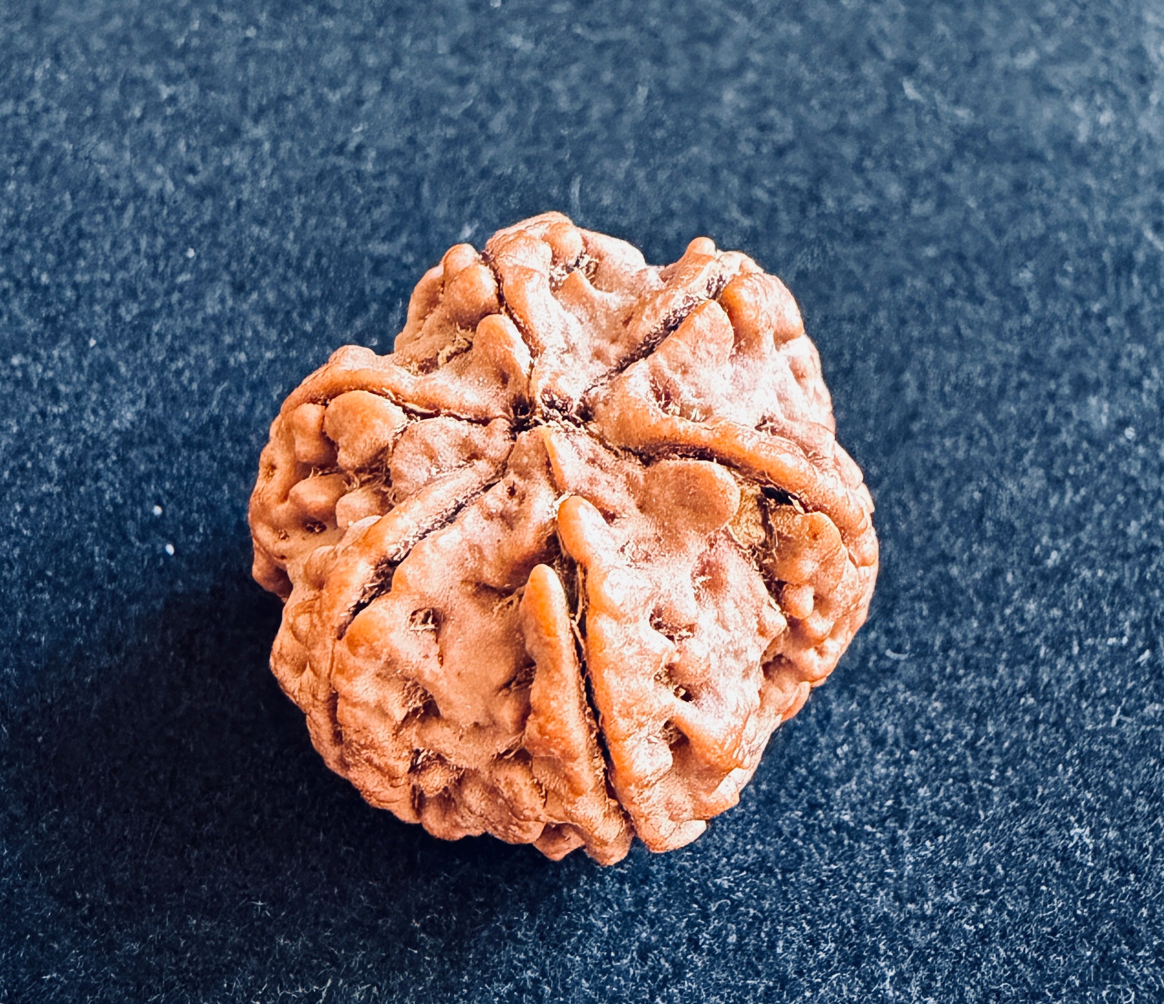 6 Mukhi Rudraksha