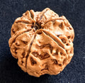 7 Mukhi Rudraksha