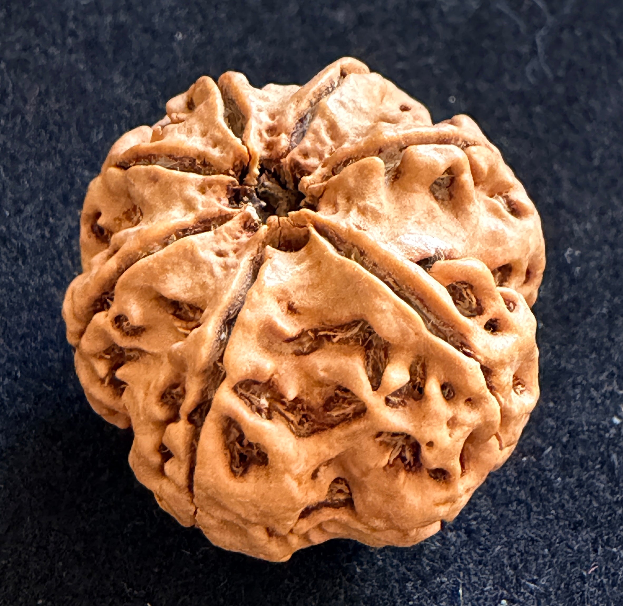 7 Mukhi Rudraksha