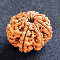 8 Mukhi Rudraksha