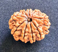 9 Mukhi Rudraksha