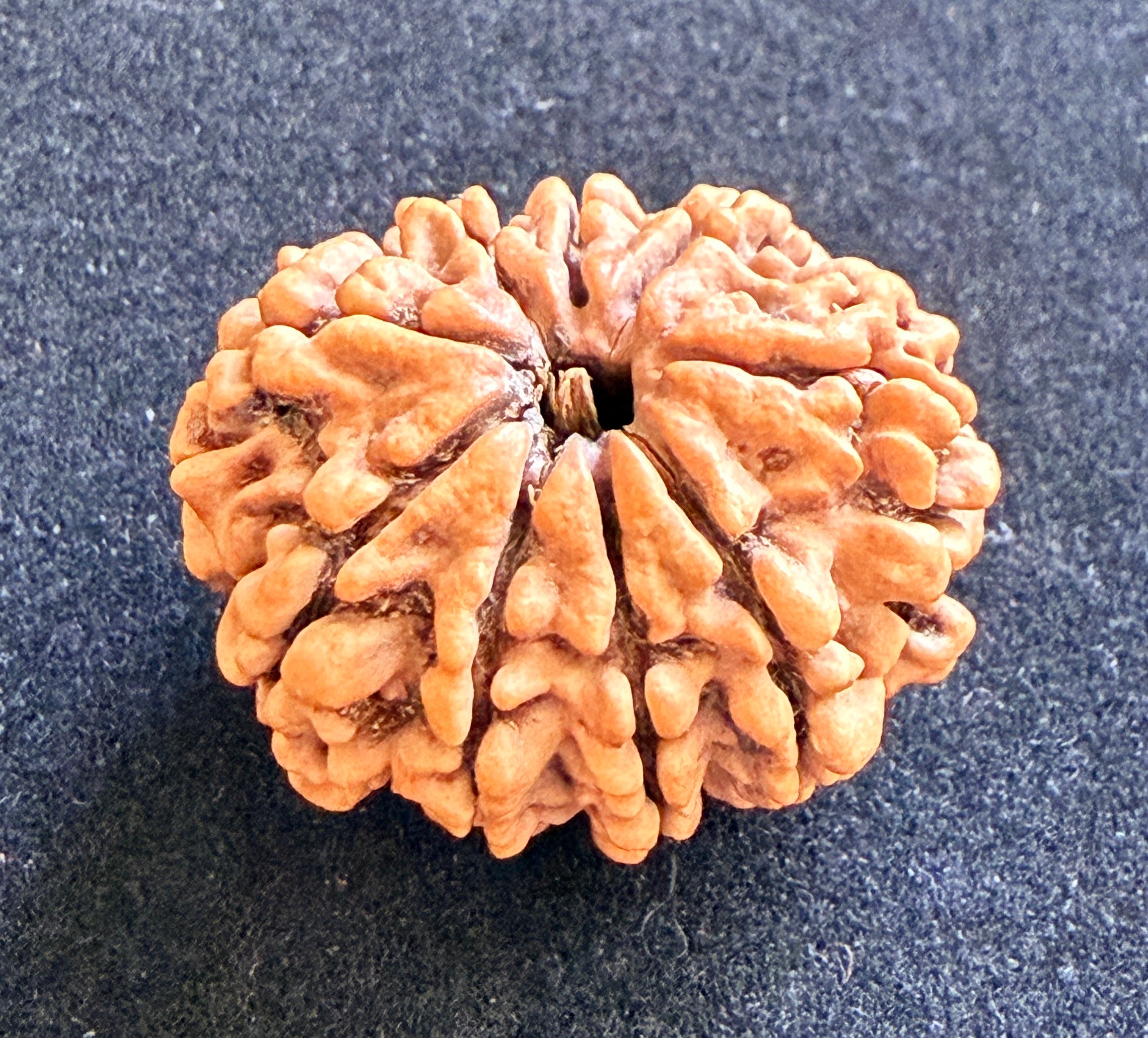 9 Mukhi Rudraksha